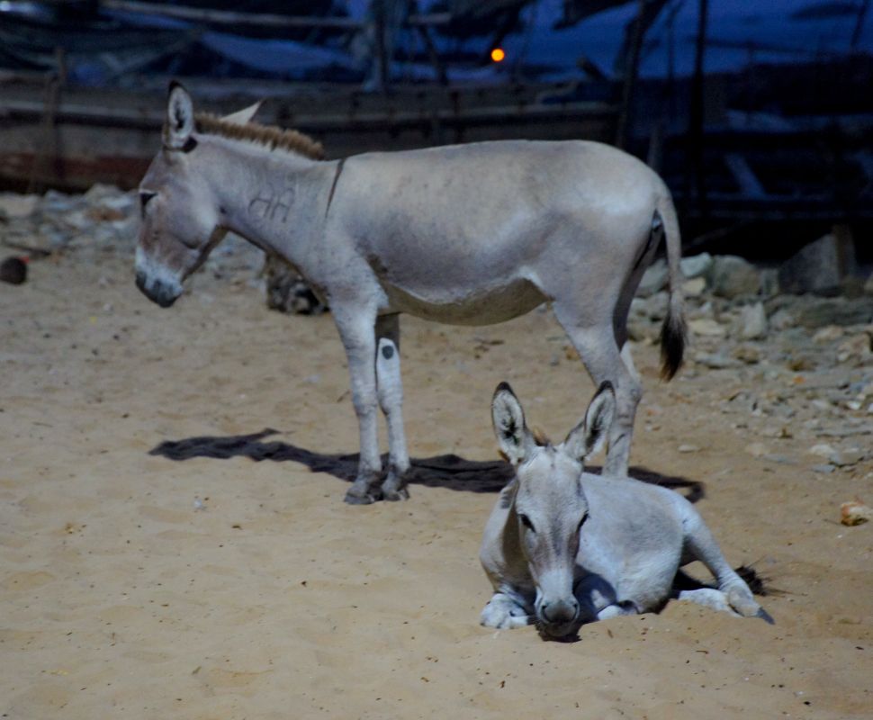 Ослиный заповедник